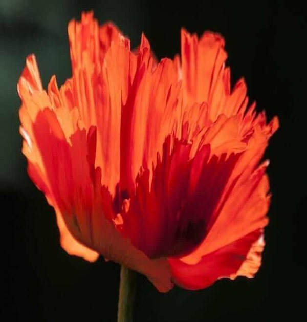 corn red poppy