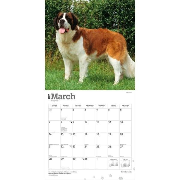 Saint Bernards Calendar 2027, Wall Calendars, Month To View, Dogs, Gift