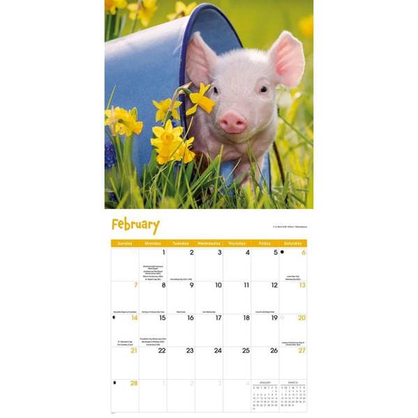 Mini Pigs Calendar 2027, Wall Calendars, Month To View, Animals, Gift