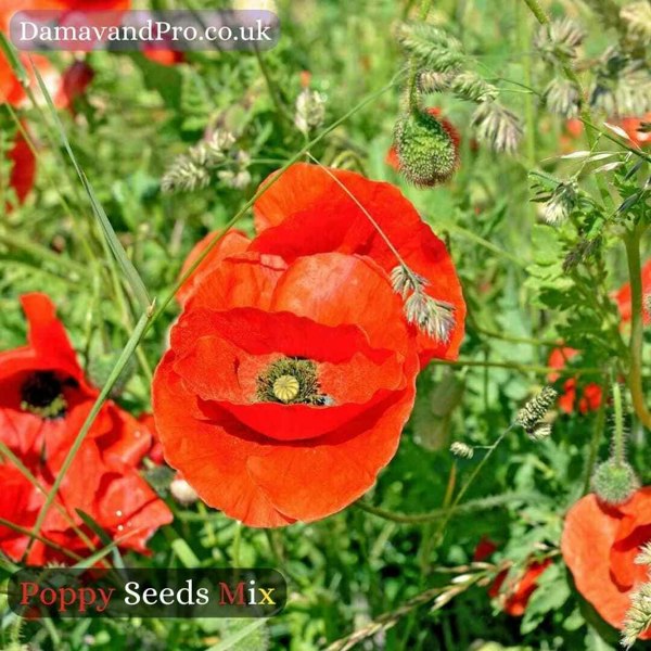 Bulk packaging of premium poppy seeds mix ready for planting.