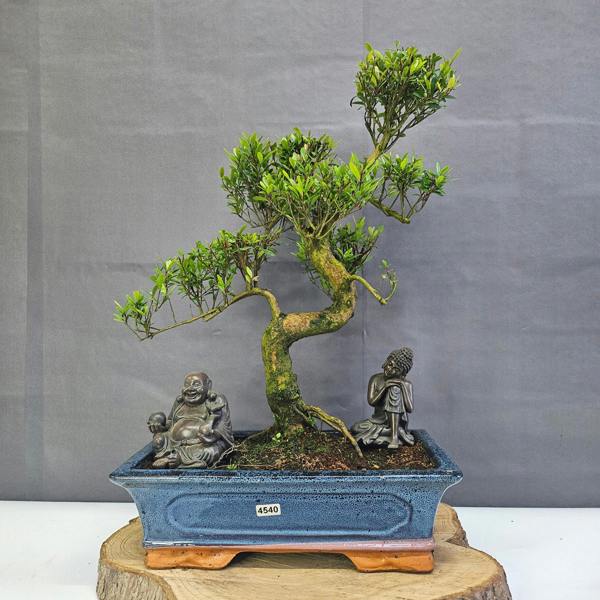 Yorkshire Bonsai Brush Cherry (Syzygium) Bonsai Tree | Shaped | In 30cm Pot