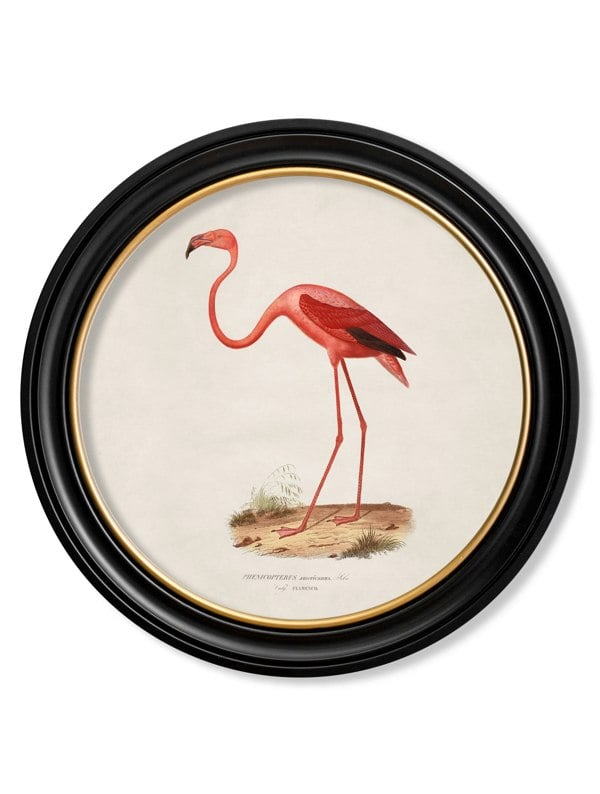 Exceptional Art c.1830 Flamingo - Round Frame