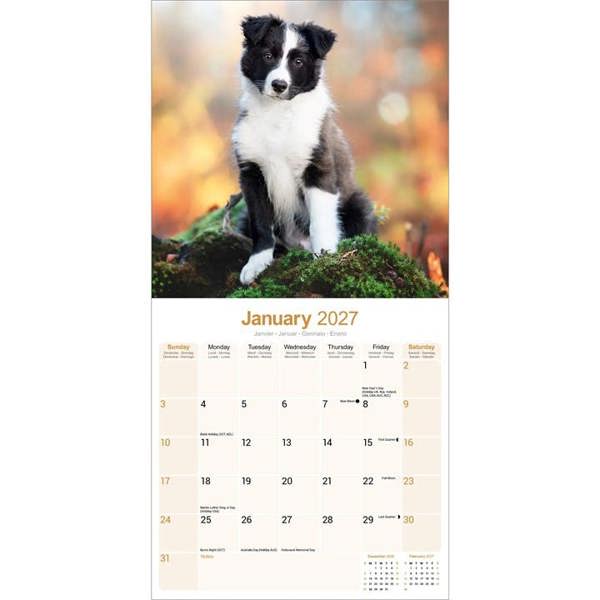 Border Collie Puppies Calendar 2027, Wall Calendars, Month To View, Dogs, Gift