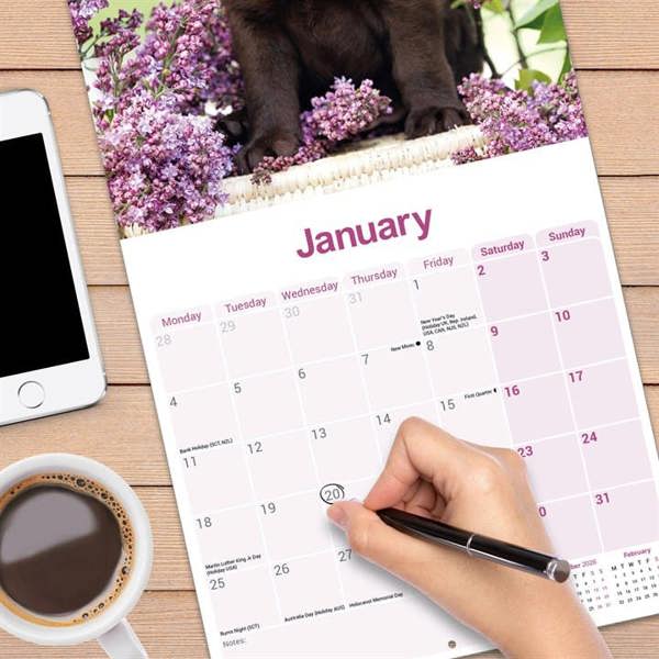 Chocolate Labrador Retriever Calendar 2027, Wall Calendars, Month To View, Dogs, Gift