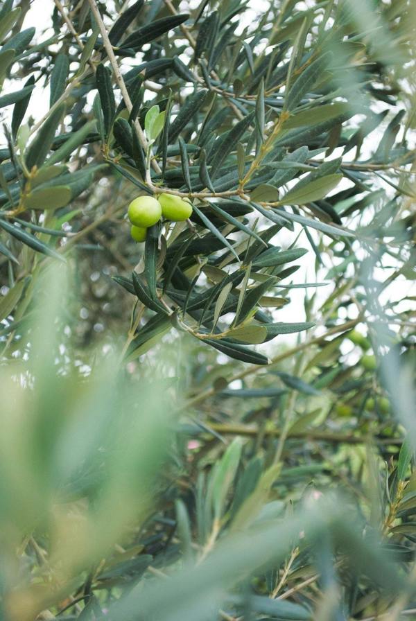 Olive Tree Plant Food Sticks - Devonia London