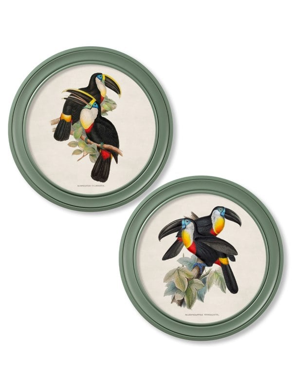 Exceptional Art c.1848 Toucans - Round Frames Green