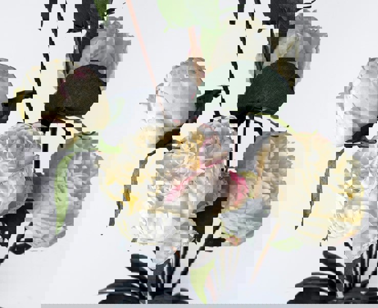 Leaf 55cm Cream Peony Artificial Flowers Spray - 4 Flowers 3 Buds