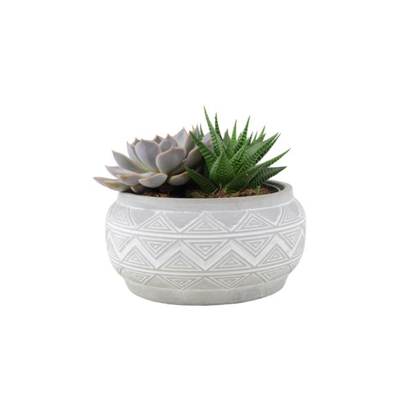 Succulent Mixed in Marrakesh Bowl Plants By Post