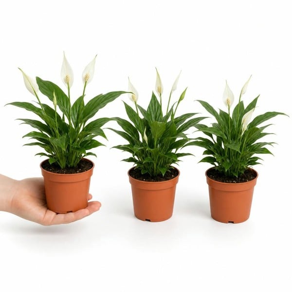 Peace Lily Plant 12cm - Air Purifying Houseplant Elegant Indoor Plant with White Flowers - Nursery Pot - 3