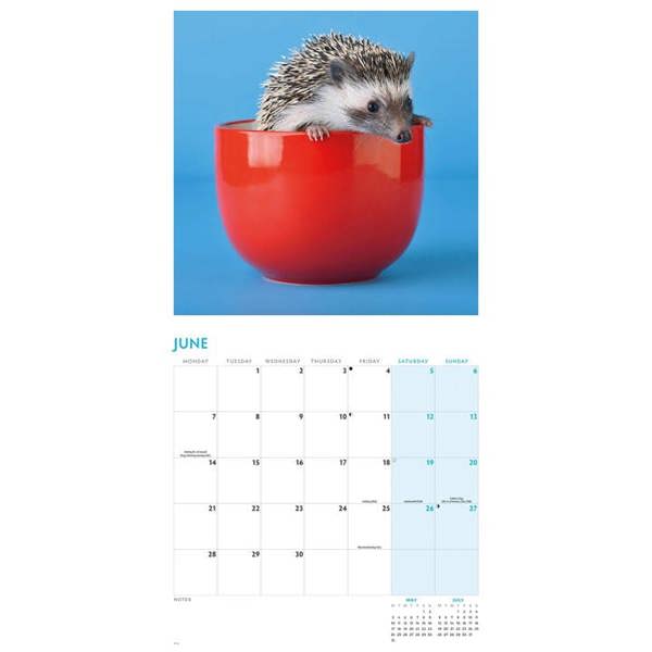 Hedgehogs Calendar 2027, Wall Calendars, Month To View, Animals, Gift