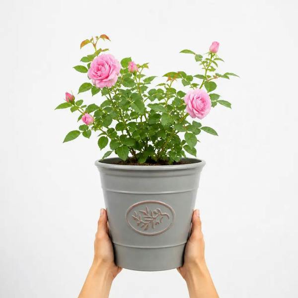 3L Mum In A Million Pink Rose Bush - Beautiful Flowering Plant Gift