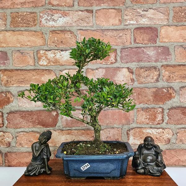 Yorkshire Bonsai Boxwood (Buxus Harlandii) Bonsai Tree | Shaped | In 20cm Pot