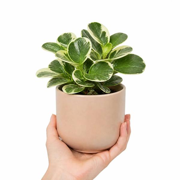 Peperomia Obtusifolia Variegated Radiator Plant 12cm Pot Plants By Post