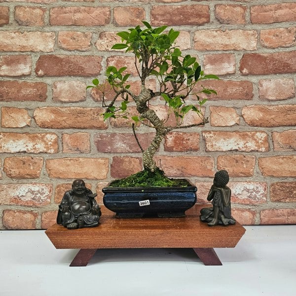 Yorkshire Bonsai Ficus Microcarpa (Banyan Fig) Indoor Bonsai Tree | Shaped | In 20cm Pot