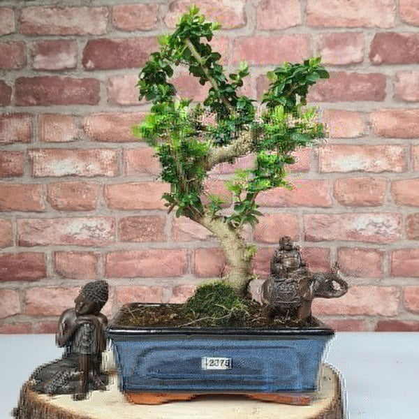 Chinese Privet (Ligustrum Sinense) Bonsai Tree | Shaped | In 20cm Pot - Yorkshire Bonsai