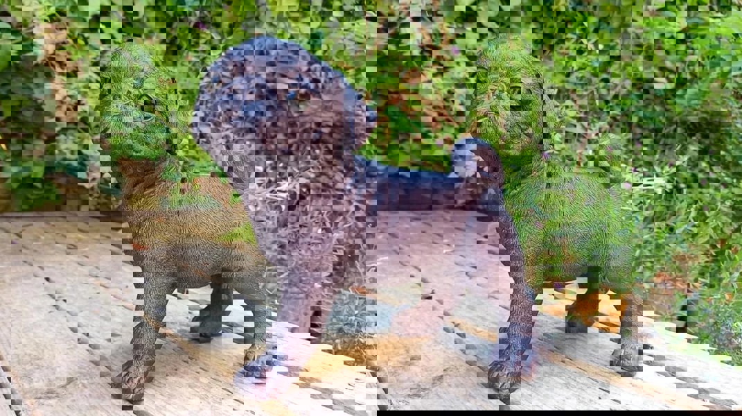 Inspirational Gifting Pug Dog Garden Sculpture Ornament Decor