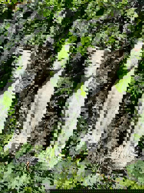 Pair of Standing Cats Gatepost Garden Ornaments