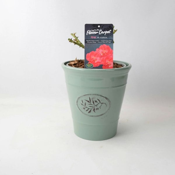 Rose Flower Carpet Pink 4L