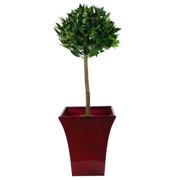 Leaf Deluxe Luxury Artificial Bay Leaf Laurel Tree Topiary Ball - 90cm (3ft) Tall