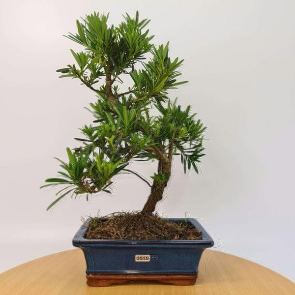 Buddhist Pine (Podocarpus Micro) Bonsai Tree | Shaped Style | Height 35-45cm | In 20cm Pot