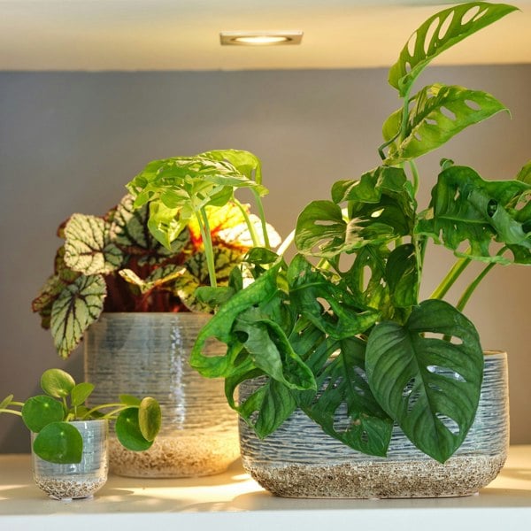 Ivyline Vasto Planter