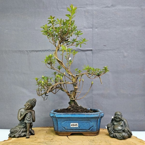 Yorkshire Bonsai Azalea (Rhododendron) Bonsai Tree | Shaped | In 15cm Pot