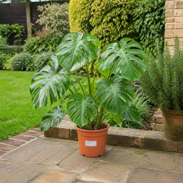 Monstera Deliciosa Cheese Plant 19cm Pot – Easy Care Large Indoor Houseplant
