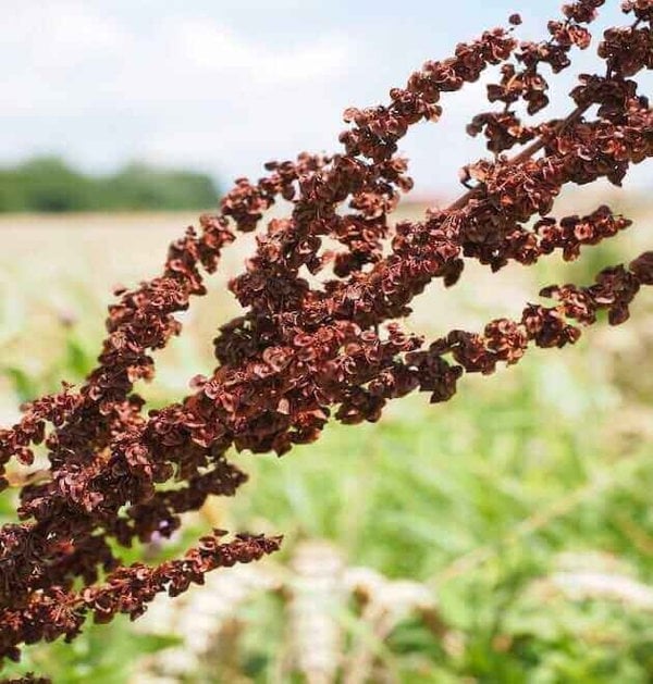 sour weed seeds