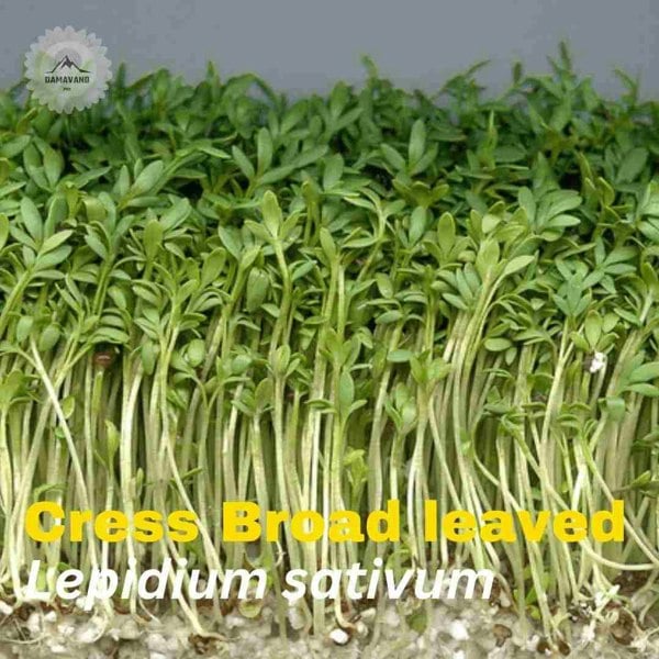 Cress Broad leaved Seeds (Lepidium sativum) Garden Cress Seeds