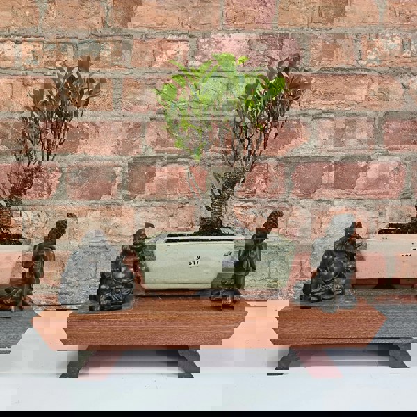 Yorkshire Bonsai Ficus Microcarpa (Banyan Fig) Indoor Bonsai Tree | Broom | In 20cm Pot