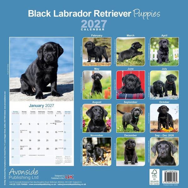 Black Labrador Retriever Puppies Calendar 2027, Wall Calendars, Month To View, Dogs, Gift