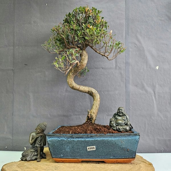 Yorkshire Bonsai Brush Cherry (Syzygium) Bonsai Tree | Shaped | In 25cm Pot