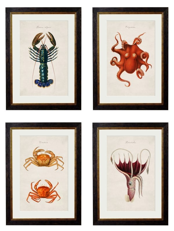 Exceptional Art c.1876 Collection of Marine Animals