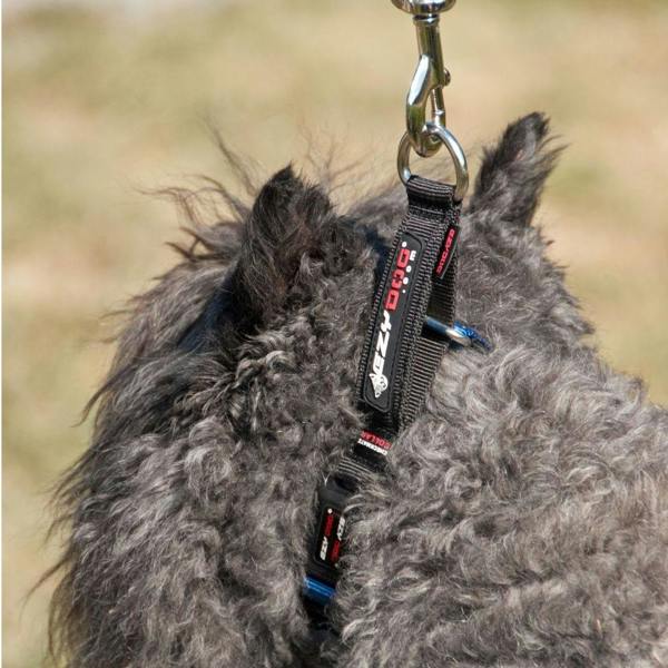 EzyDog Checkmate Collar in Red