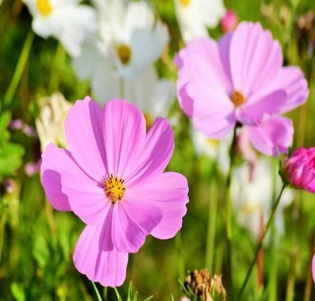 cosmea-Gloria-Pink