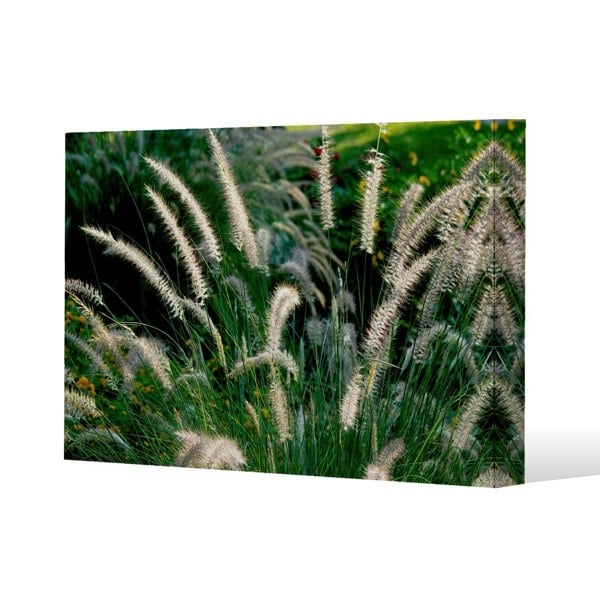Benjamin Tate Design decorative cat tail grass growing along a walkway Slim Style Canvas Print  90x120cm , 15mm Slim Real wood.