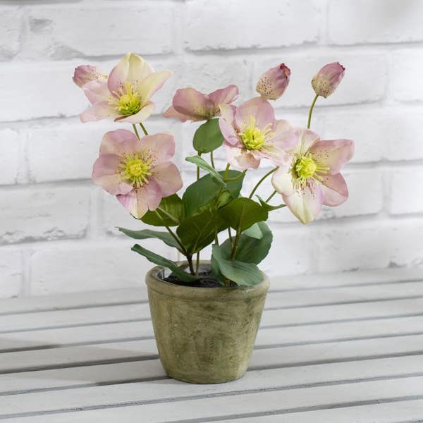 Scottish Everlastings 34cm Purple Hellebore Plant