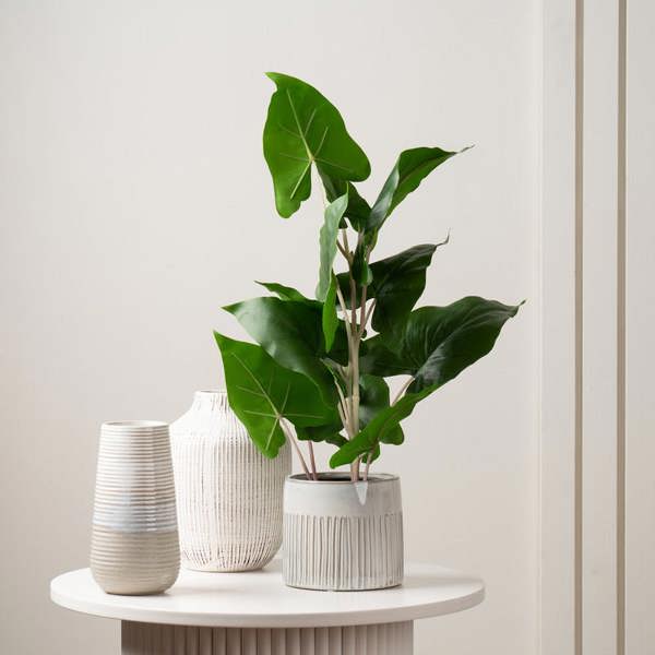 Scottish Everlastings 48Cm Typhonium Plant