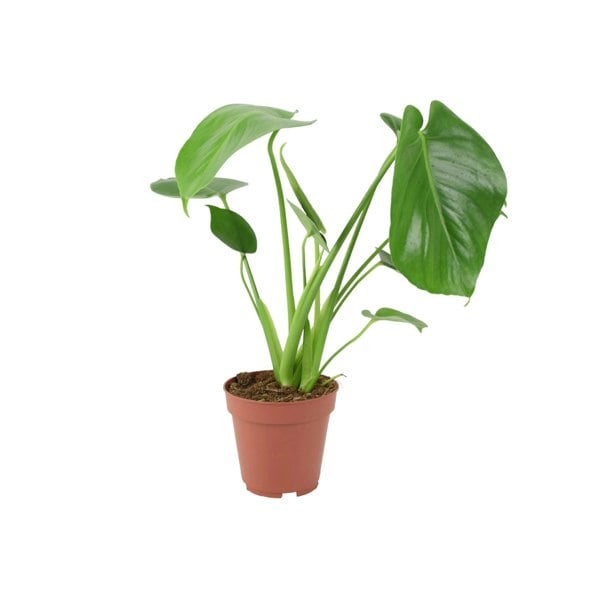 Monstera Deliciosa Cheese Plant 12cm In Peat Free Compost Plants By Post UK