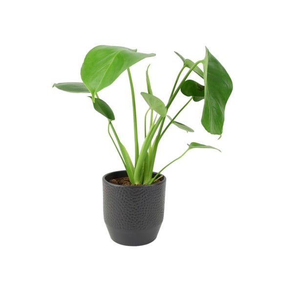 Monstera Deliciosa Cheese Plant 12cm In Peat Free Compost Plants By Post UK