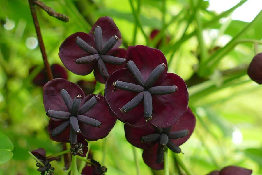 Direct Plants Akeba Quinata Chocolate Vine Climbing Plant 3-4ft Supplied in a 3 Litre Pot