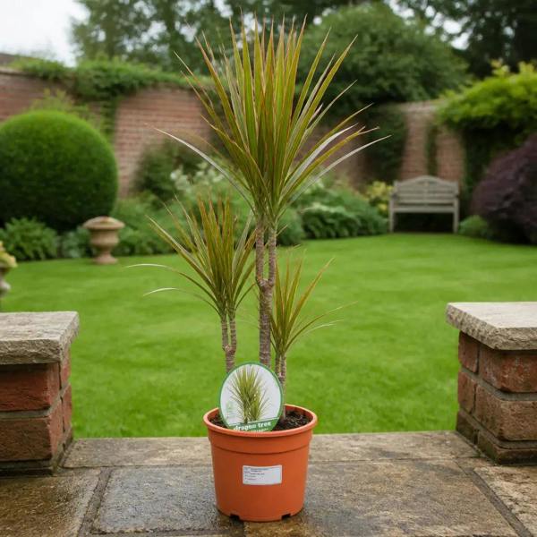 Dracaena Marginata 3 Stem Dragon Tree 19cm Pot – Easy Care Large Indoor Houseplant