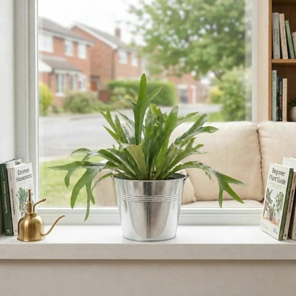 Platycerium Bifurcatum Staghorn Fern – Unique Antler-Shaped Foliage Indoor Houseplant - Galvanized Bucket