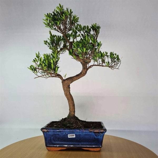 Brush Cherry (Syzygium) Bonsai Tree | Shaped | In 20cm Pot - Yorkshire Bonsai