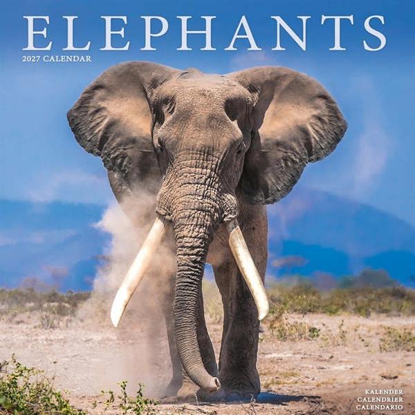 Elephants Calendar 2027, Wall Calendars, Month To View, Animals, Gift