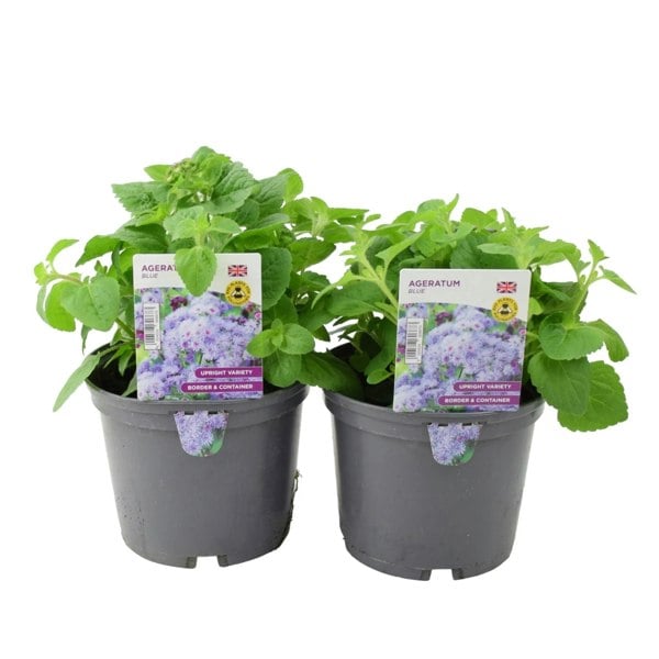 Ageratum Blue 1L x 2 plants by post