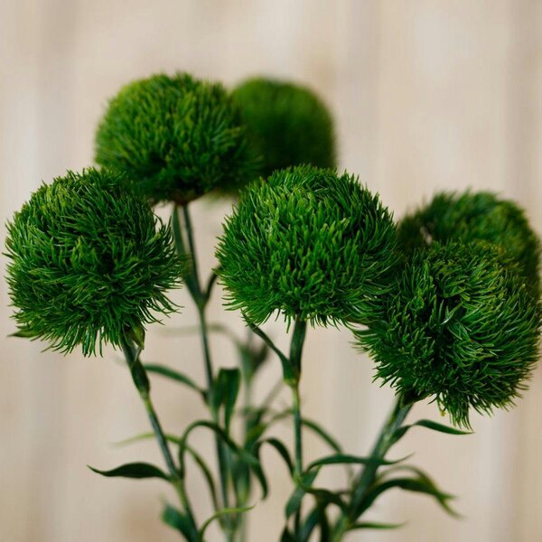 Wyld Haus Set of 3 Artificial Flowers Dark Green Dianthus Stems