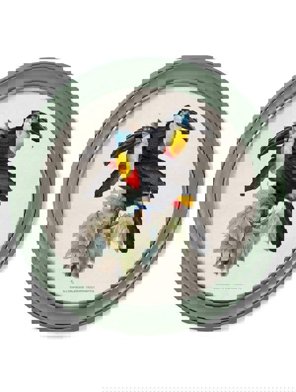 Exceptional Art c.1848 Toucans - Round Frames Green
