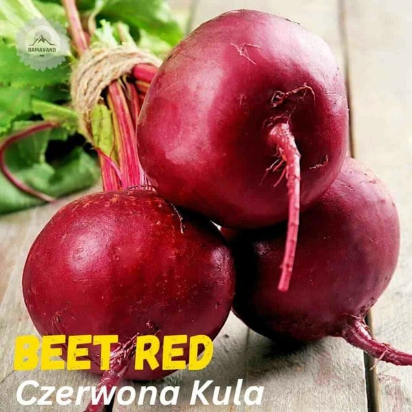 Beet Red Czerwona Kula