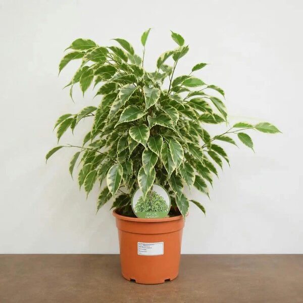 Ficus Twilight Weeping Fig 21cm Pot – Large Indoor Houseplant